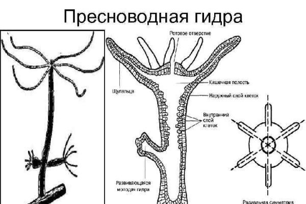 Кракен открылся