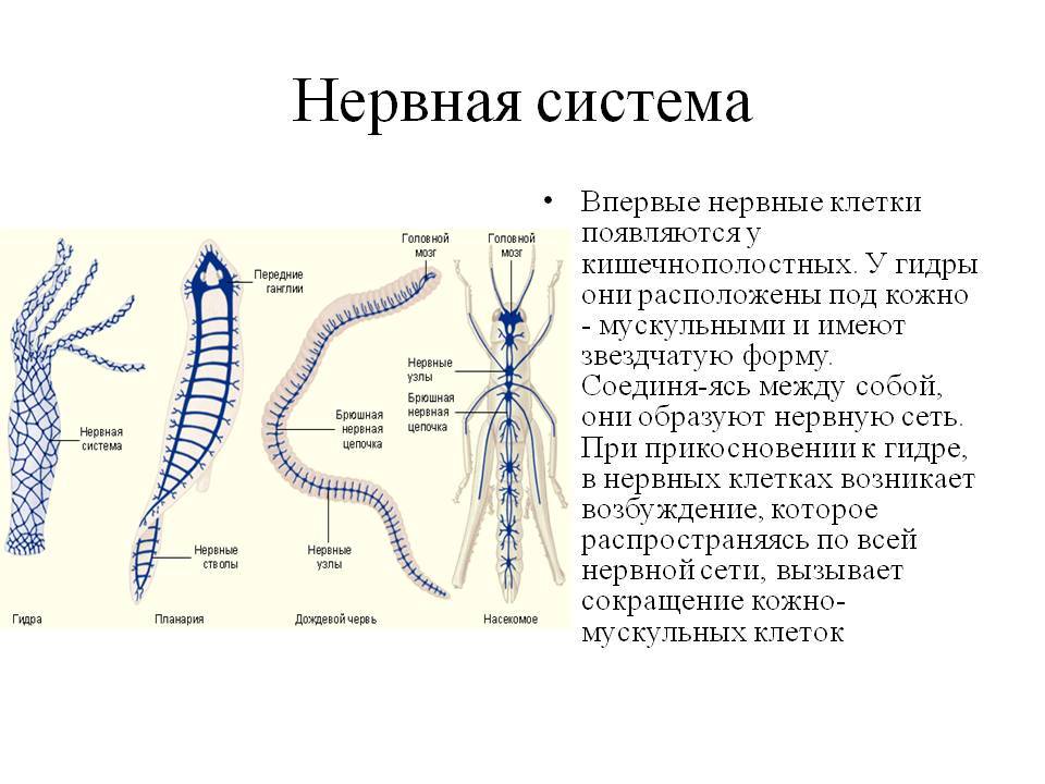 Магазин кракен дарк